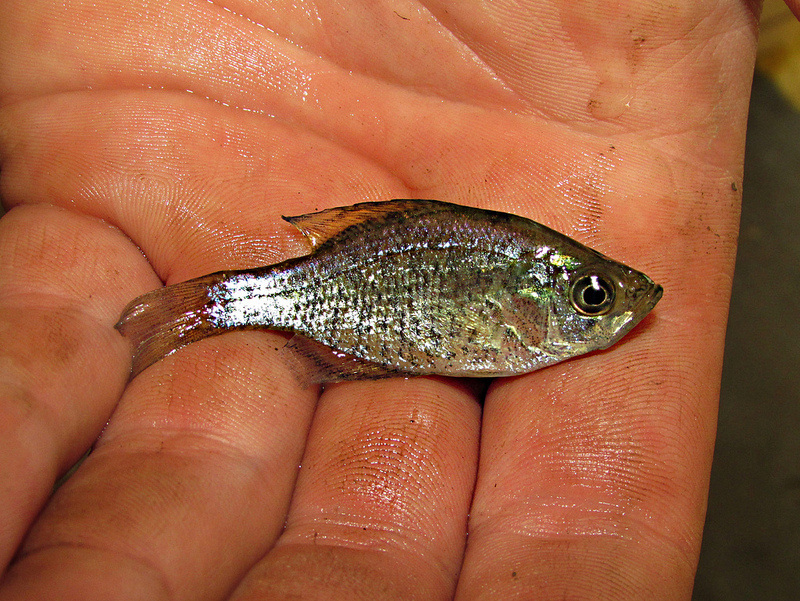 A baby crappie panfish
