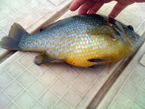 A really huge red ear sunfish
