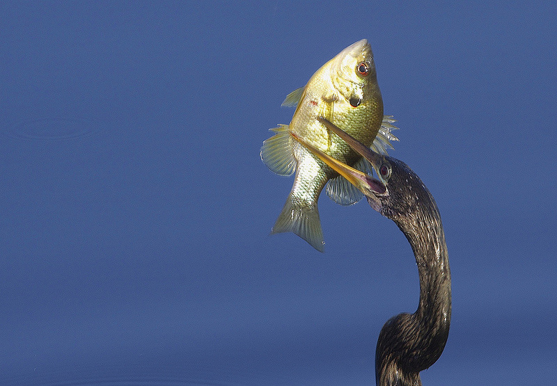 A bluegill in the mouth of an cormorant